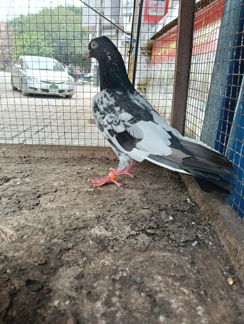 pigeon for sale — photo 4