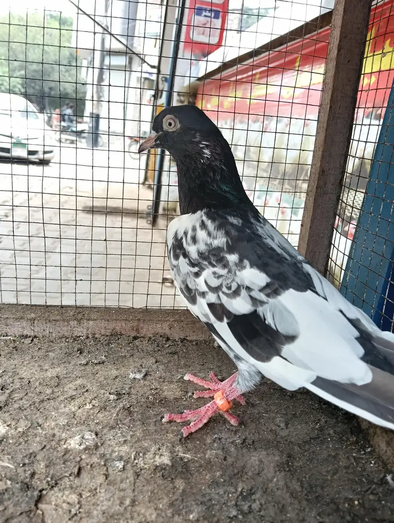 pigeon for sale — photo 5