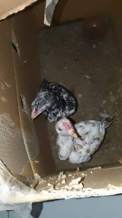 Aseel Pair For Sale male Age 3 month female age 2 month