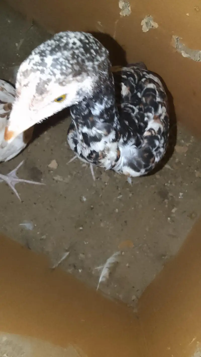 Aseel Pair For Sale male Age 3 month female age 2 month — photo 2