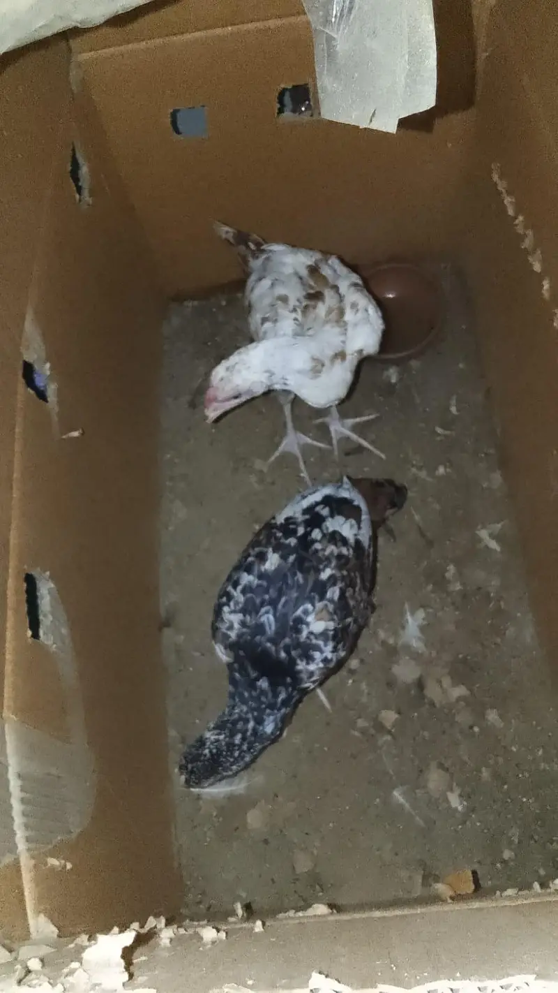 Aseel Pair For Sale male Age 3 month female age 2 month — photo 3