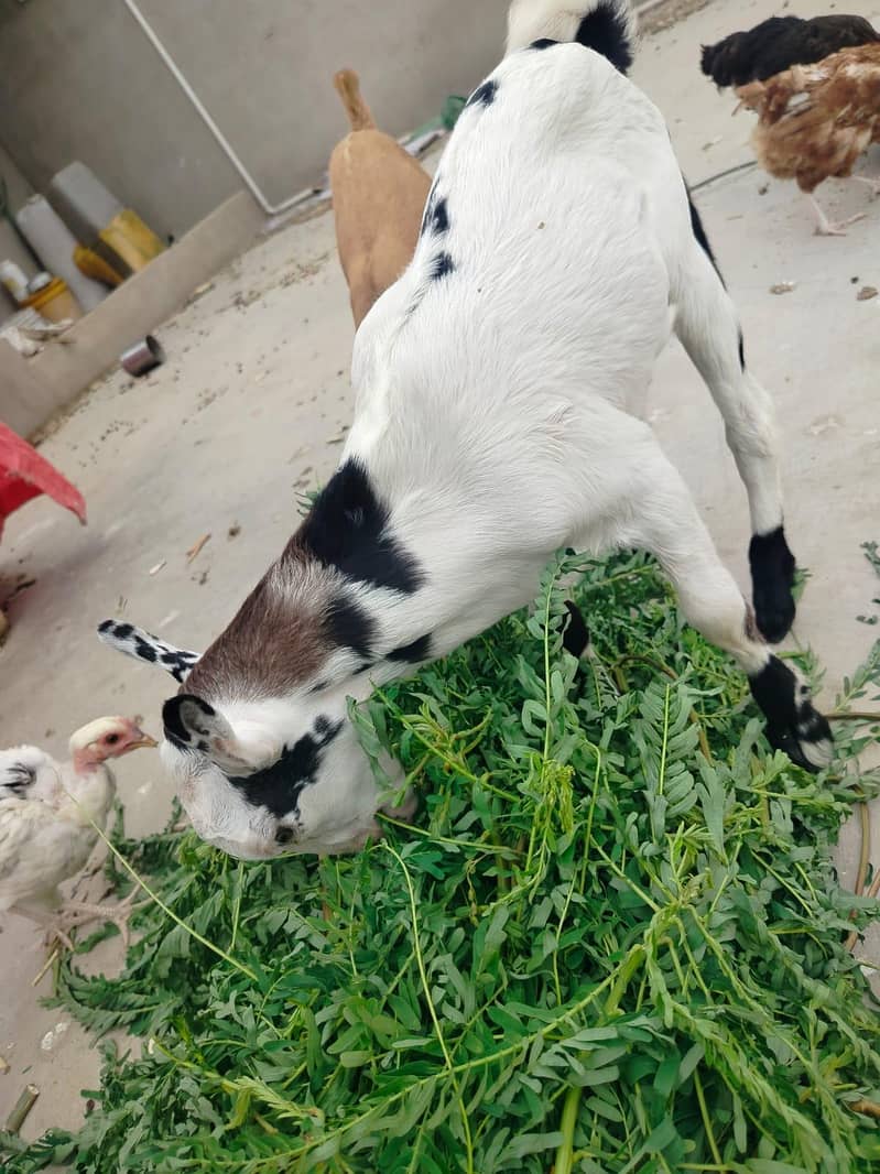 teddy abluck future breeder 1
