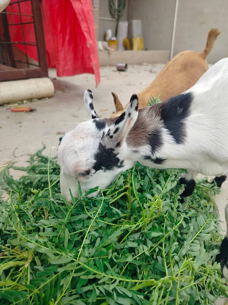teddy abluck future breeder 2