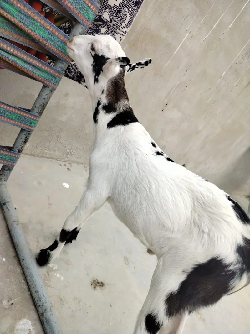 teddy abluck future breeder — photo 4