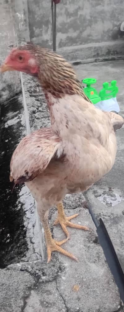 hen 4 sale rawalpindi
