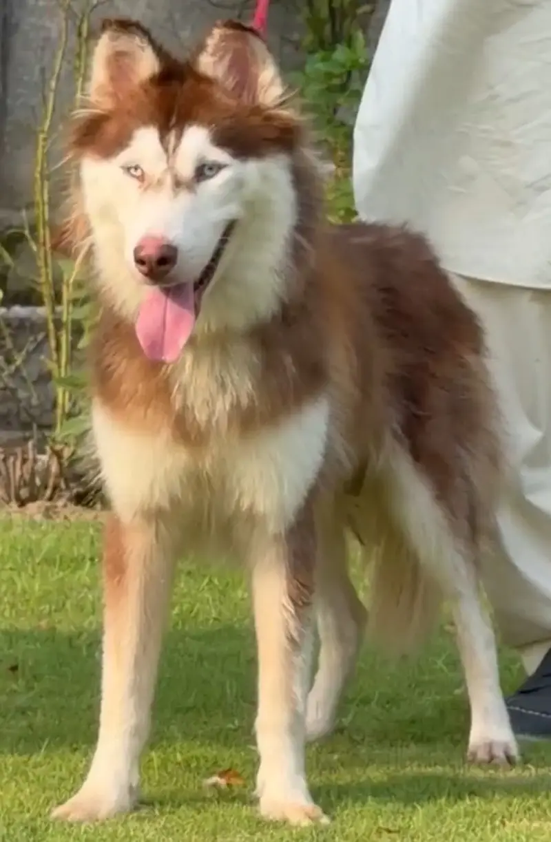 Pure Husky Dogs Pair | Male & Female | Healthy & Active — photo 2