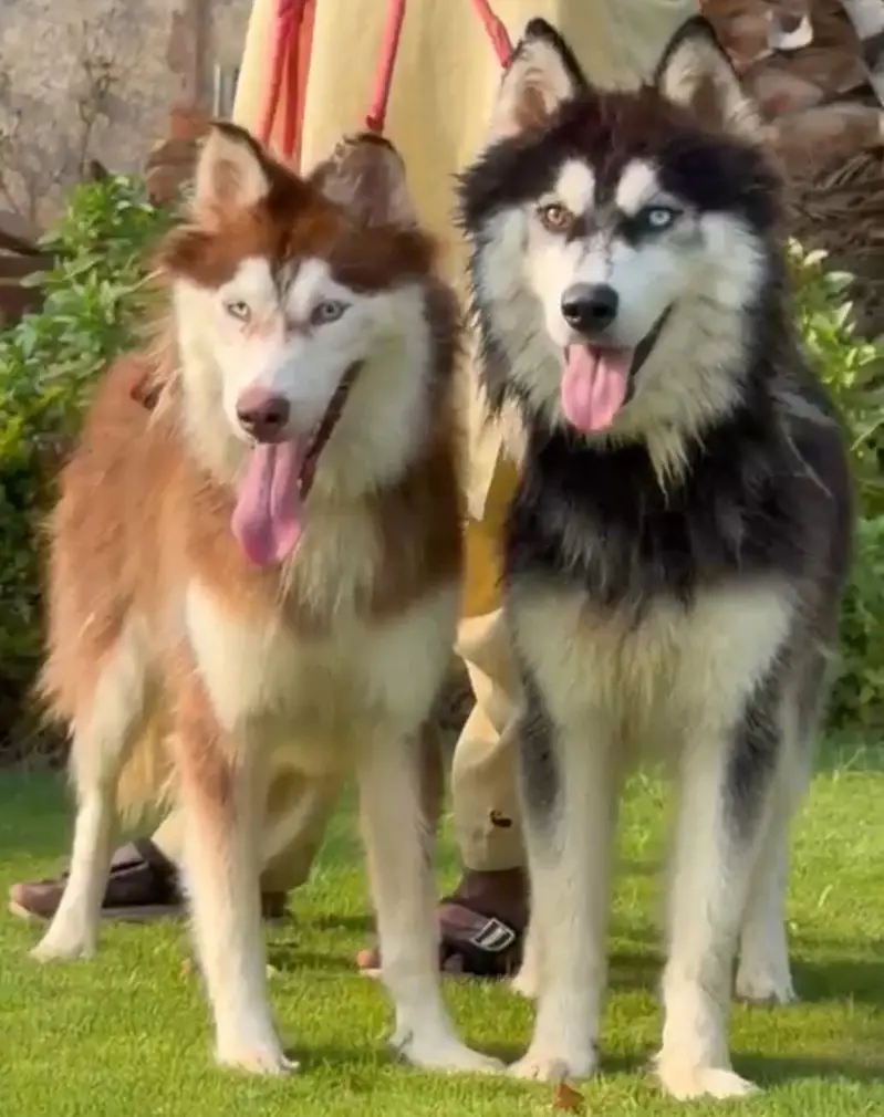 Pure Husky Dogs Pair | Male & Female | Healthy & Active — photo 3