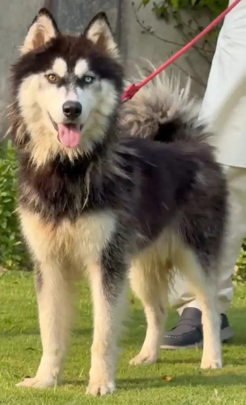 Pure Husky Dogs Pair | Male & Female | Healthy & Active — photo 4