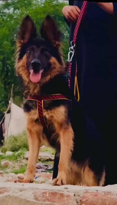 German shepherd double code female baaton ki full train security
