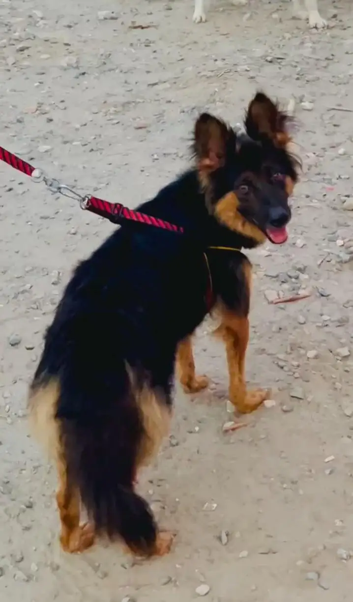 German shepherd double code female baaton ki full train security — photo 2