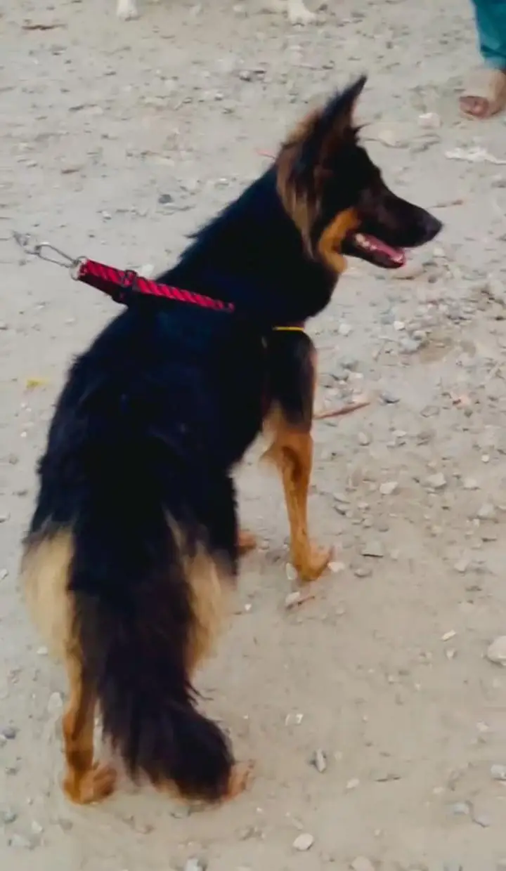 German shepherd double code female baaton ki full train security — photo 3