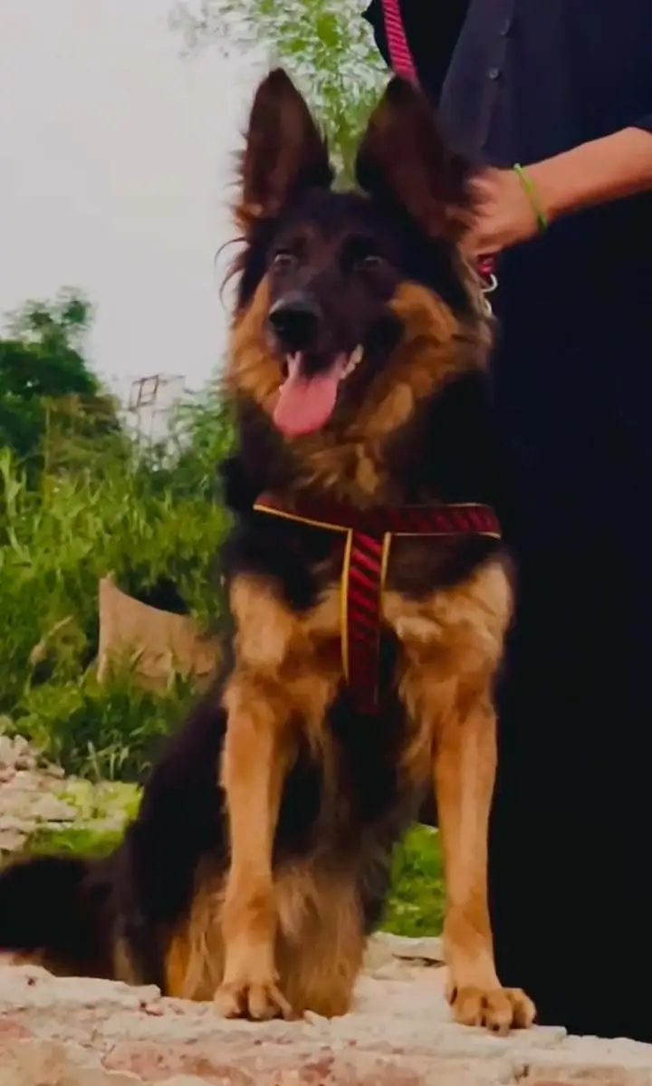 German shepherd double code female baaton ki full train security — photo 4