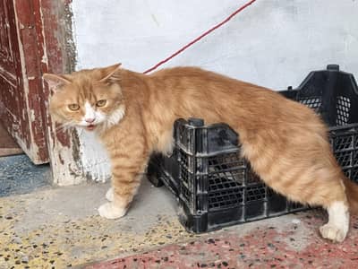 Beautiful Orange Semi-Longhair / Persian Mix Male Cat