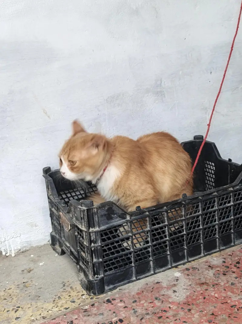 Beautiful Orange Semi-Longhair / Persian Mix Male Cat — photo 2
