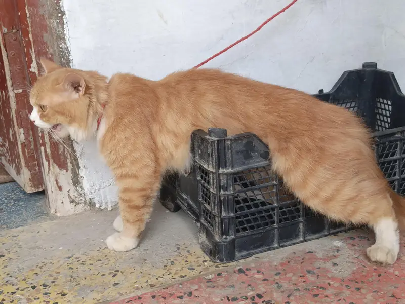 Beautiful Orange Semi-Longhair / Persian Mix Male Cat — photo 3