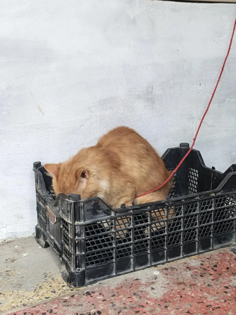 Beautiful Orange Semi-Longhair / Persian Mix Male Cat — photo 4