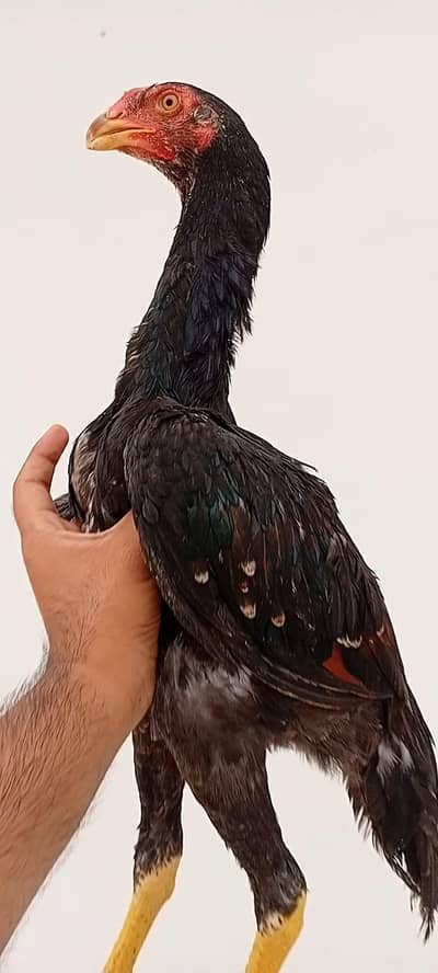 Shamo Pair for Sale | Long Height Shamo | Shamo Aseel Pair