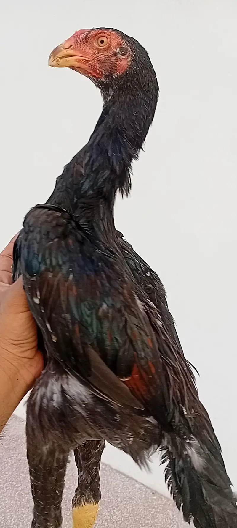 Shamo Pair for Sale | Long Height Shamo | Shamo Aseel Pair — photo 3
