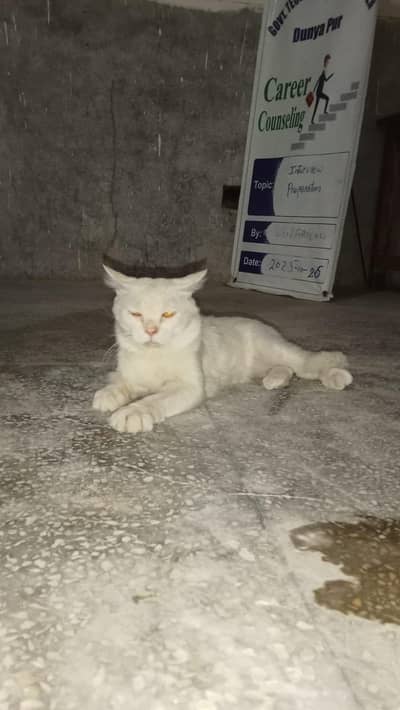 1 cat for sale