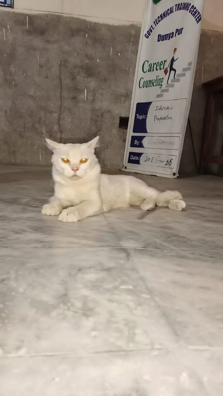 1 cat for sale — photo 2