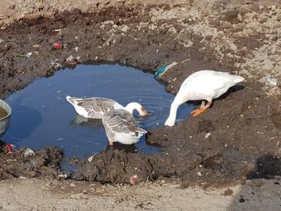 Ducks