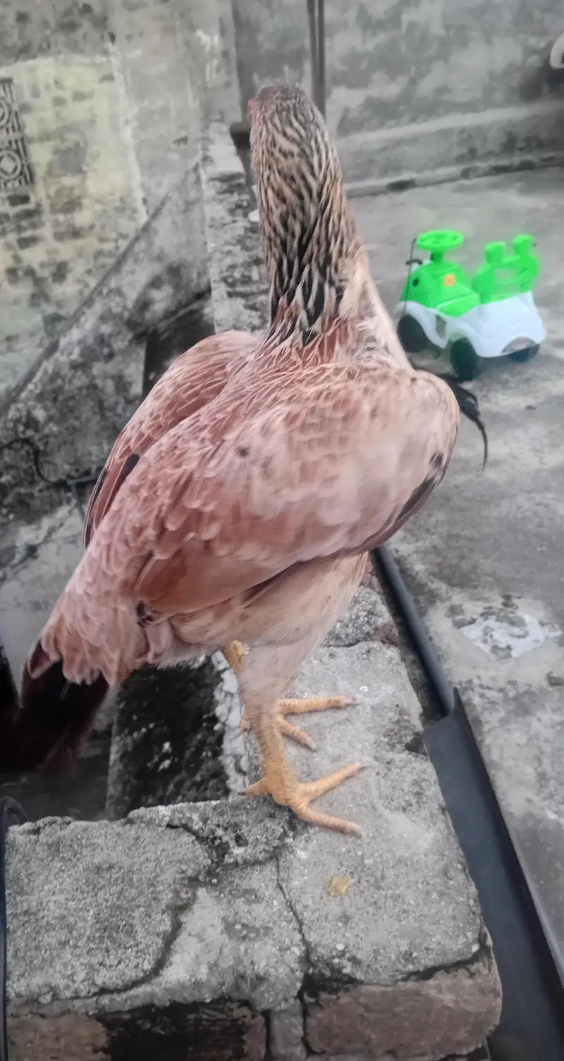 hen 4 sale rawalpindi — photo 2