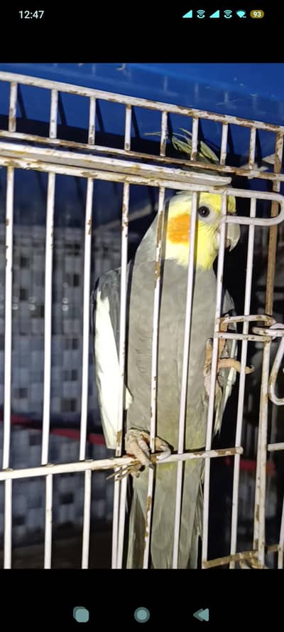 cockatiel birds gray and yellow