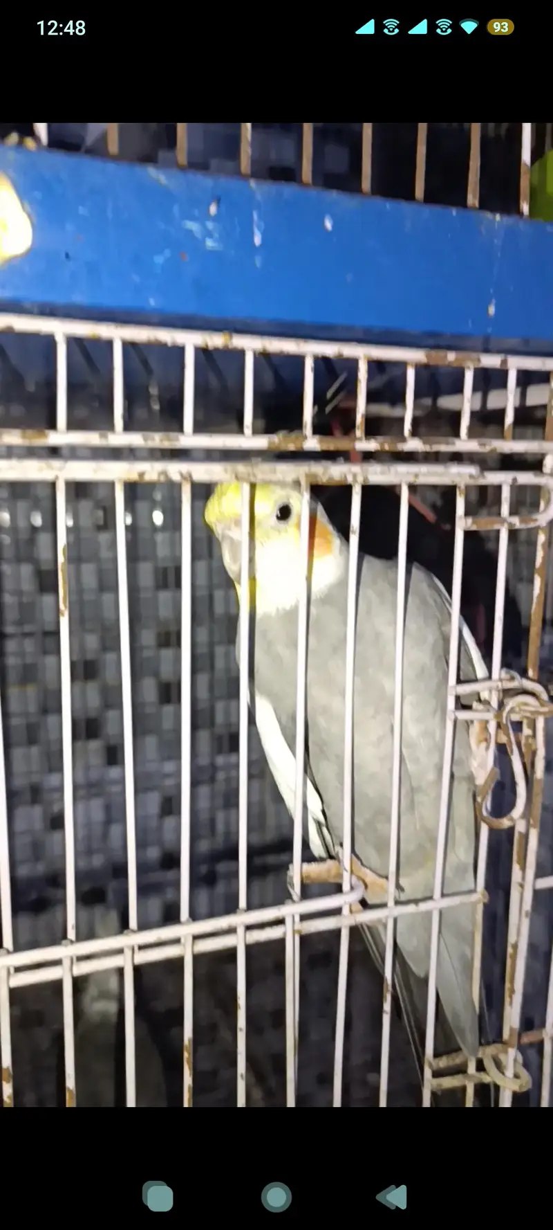 cockatiel birds gray and yellow — photo 2