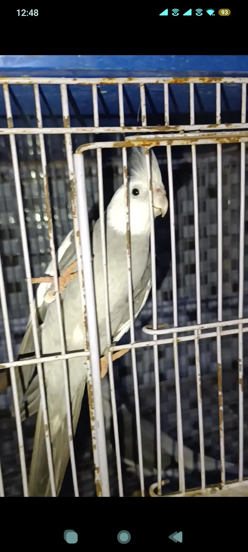 cockatiel birds gray and yellow — photo 3