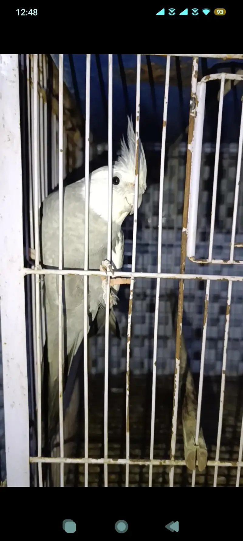 cockatiel birds gray and yellow — photo 4