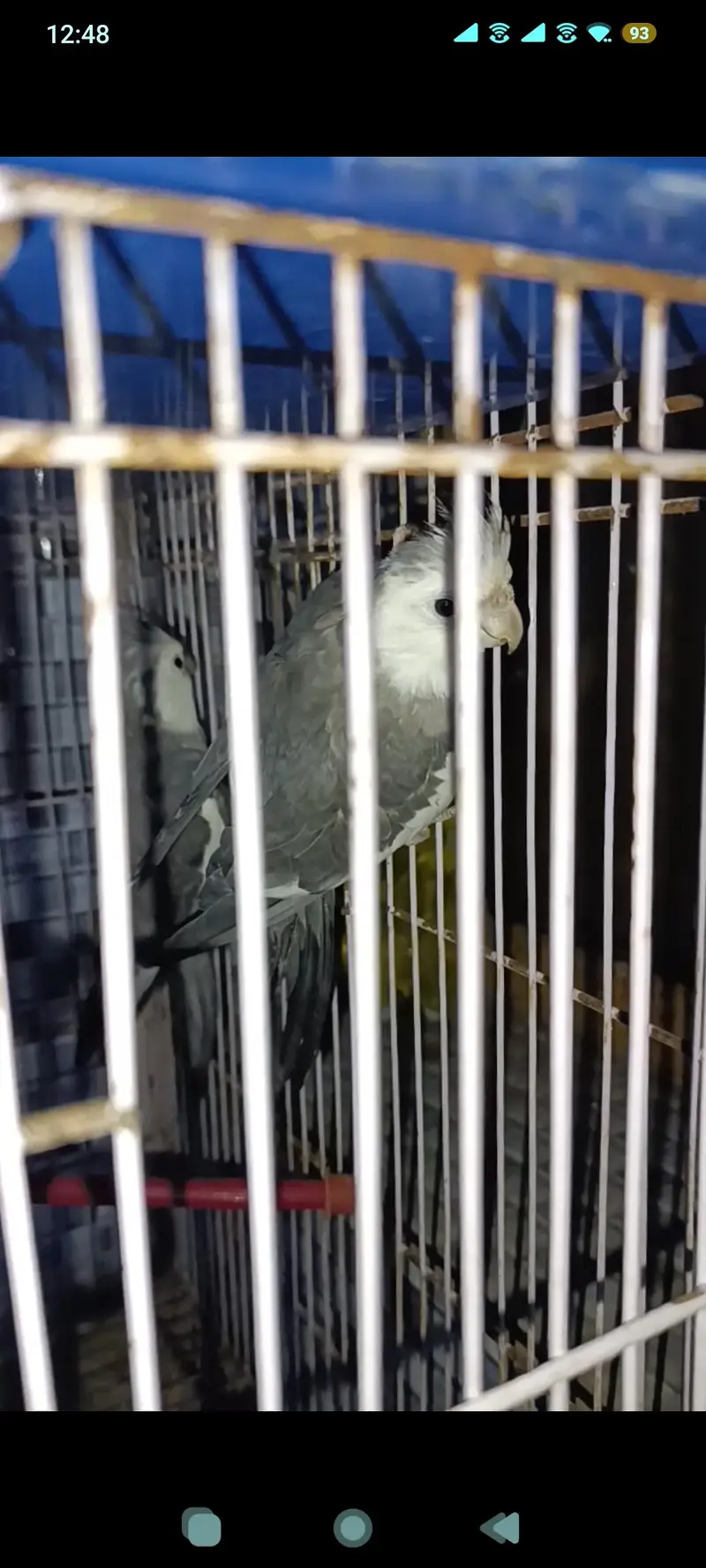 cockatiel birds gray and yellow — photo 5
