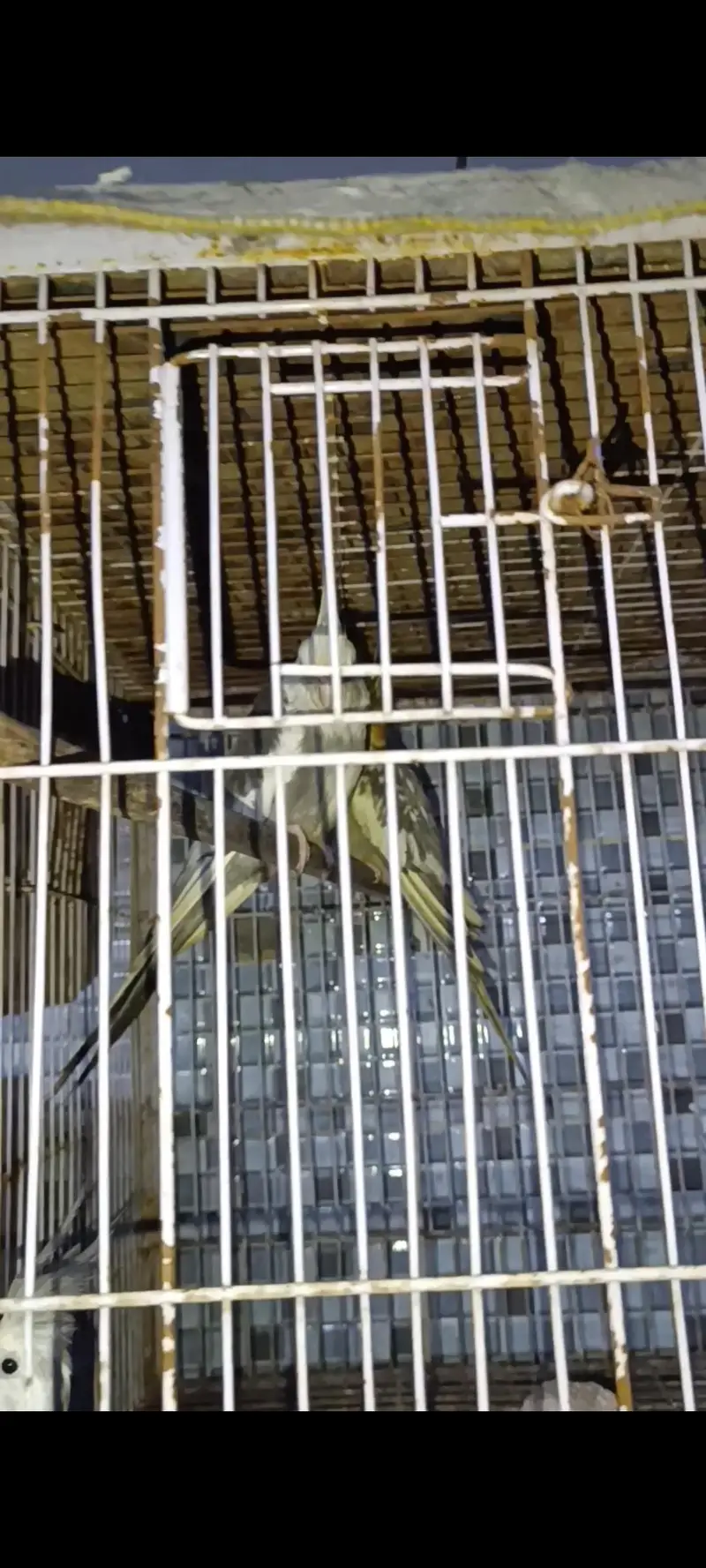 cockatiel birds gray and yellow — photo 7