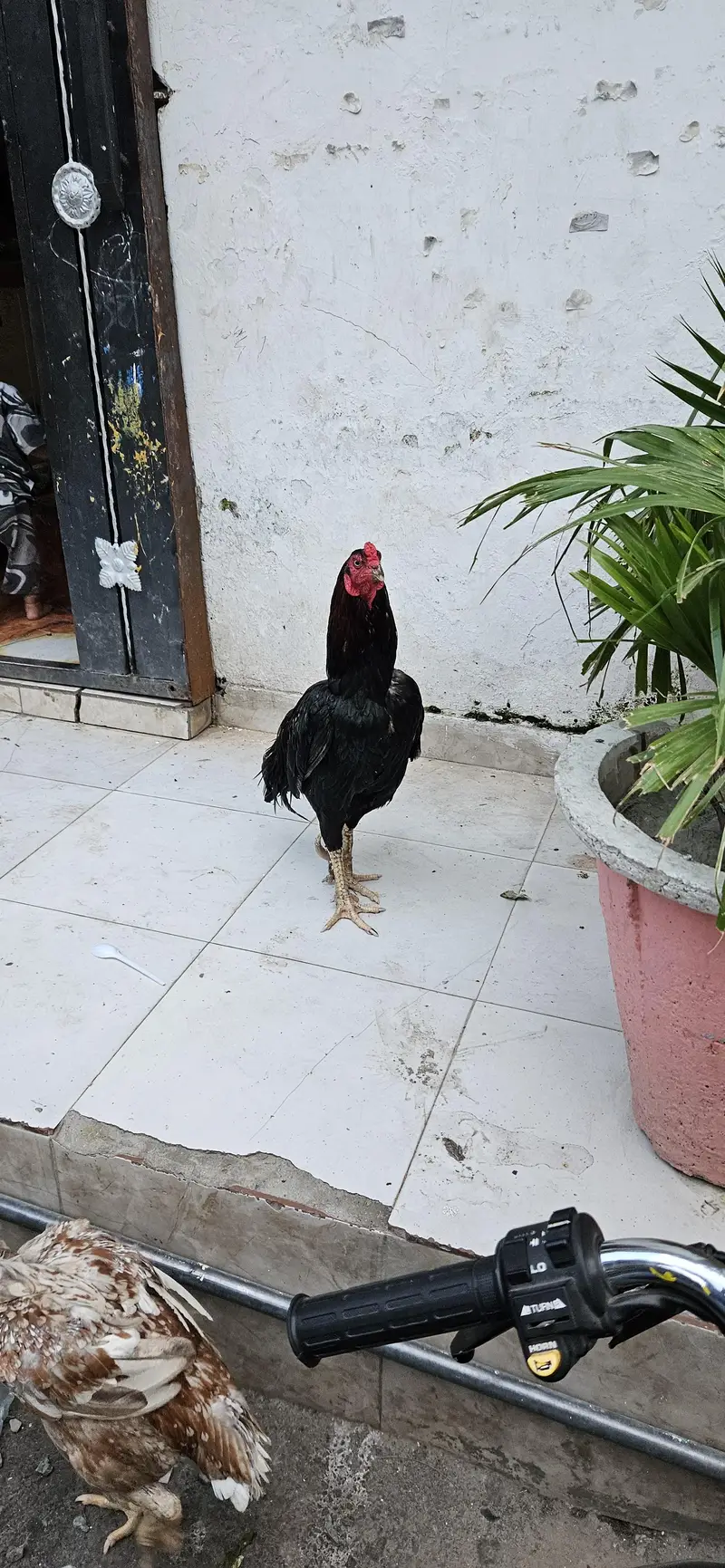 aseel jora sell — photo 2