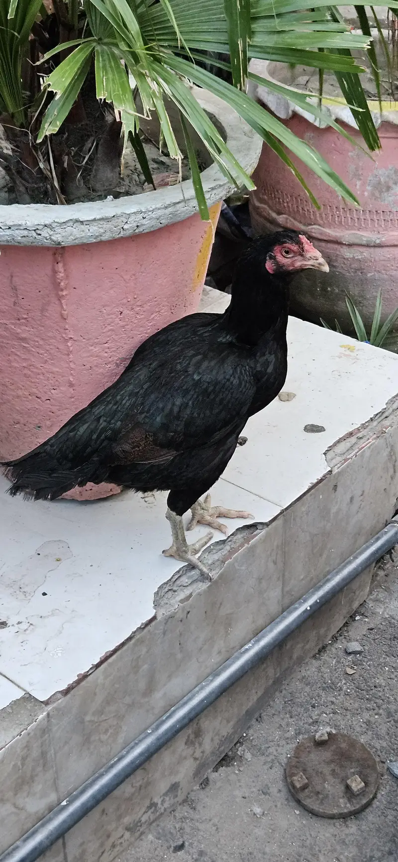 aseel jora sell — photo 4