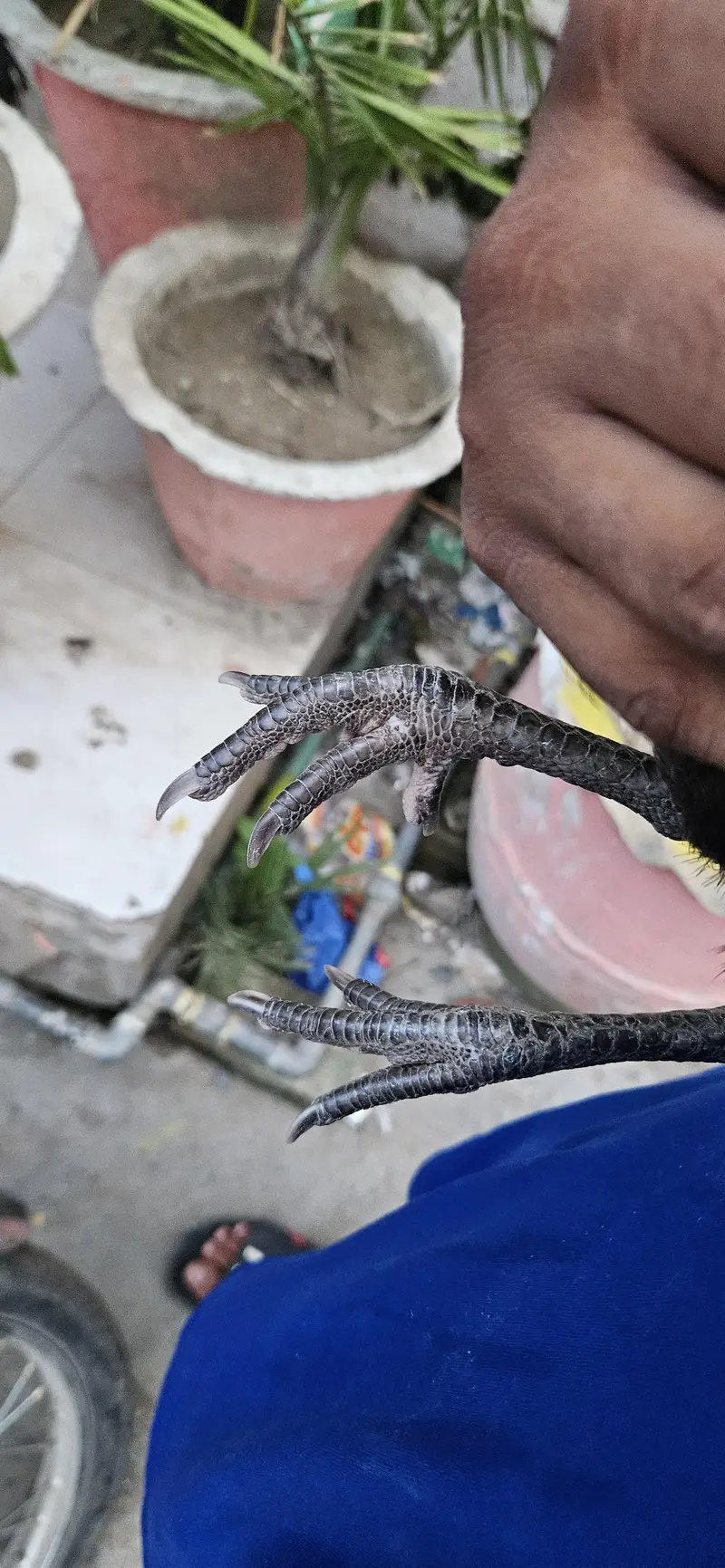 aseel jora sell — photo 7
