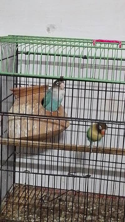 masked lovebird