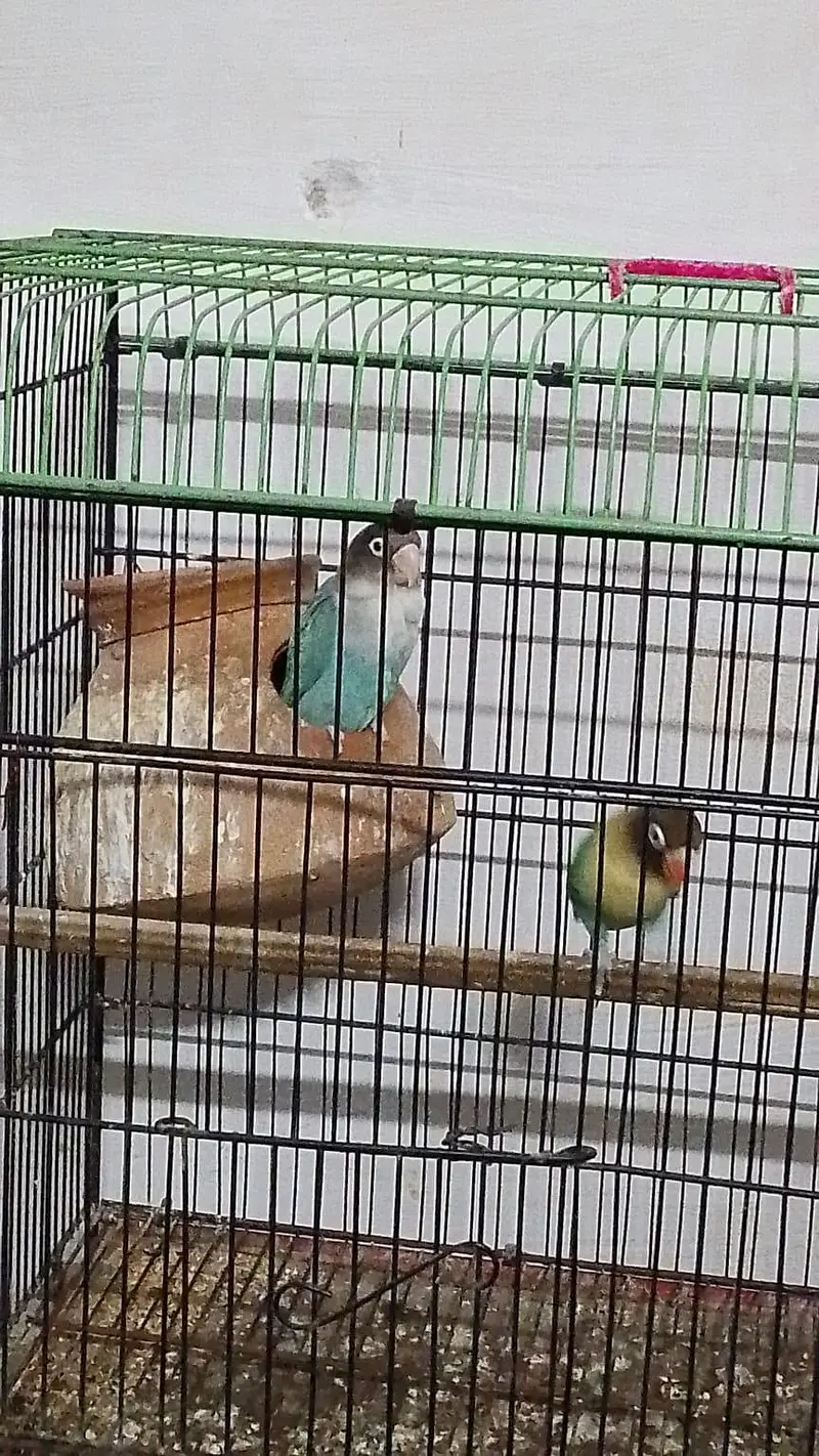 masked lovebird