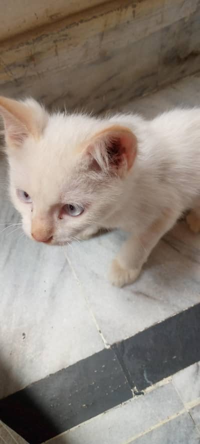white color body and bluc eye every beautiful and playfull cat