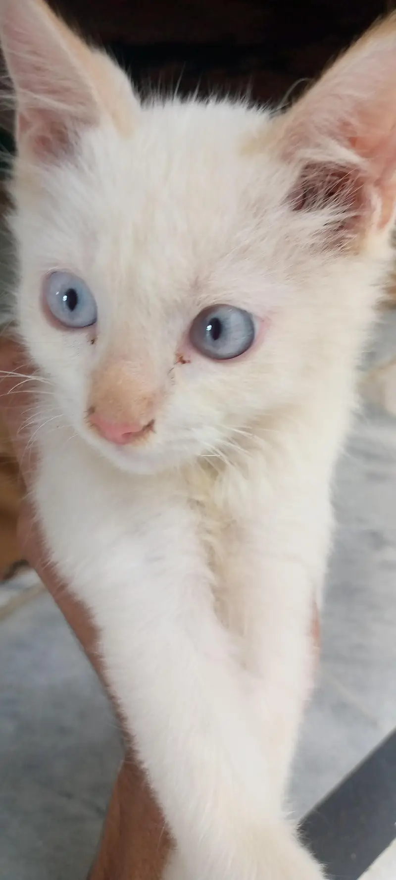 white color body and bluc eye every beautiful and playfull cat — photo 3