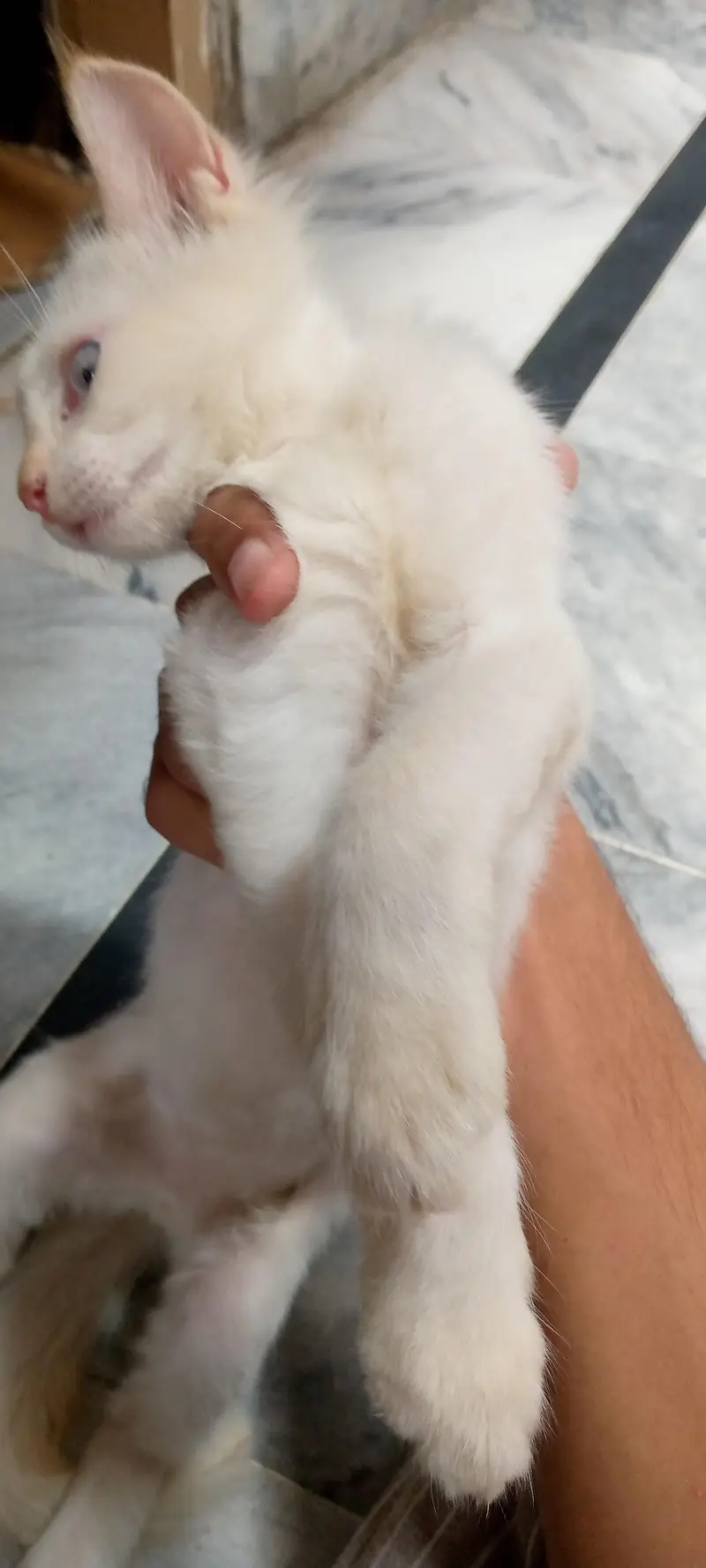 white color body and bluc eye every beautiful and playfull cat — photo 4