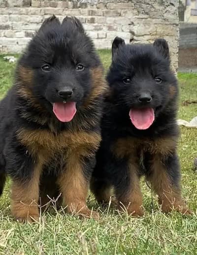 GSD Puppy| German Shepherd Puppy| Long Coat