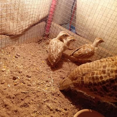 Irani chicks for sale age 1 month