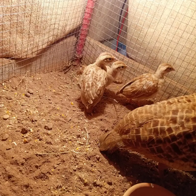 Irani chicks for sale age 1 month