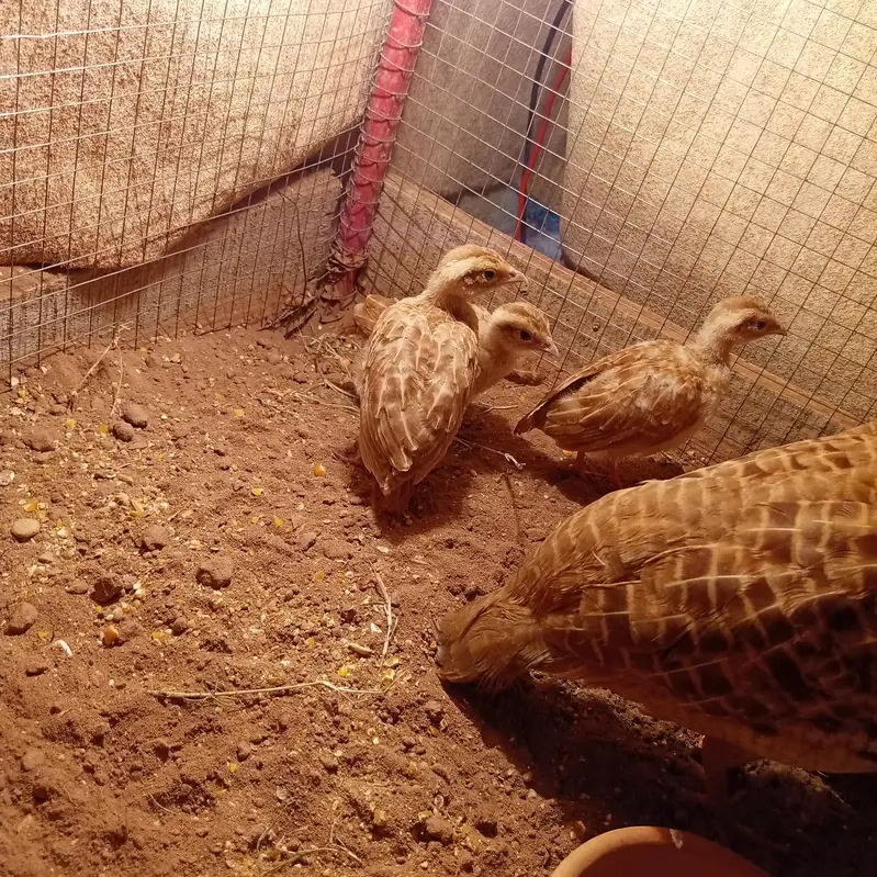 Irani chicks for sale age 1 month — photo 2