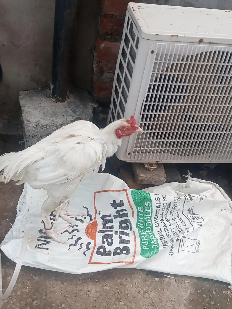 aseel murga available for sale bahut munasib price paper white quality — photo 12