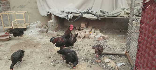 Dasi home chickens
