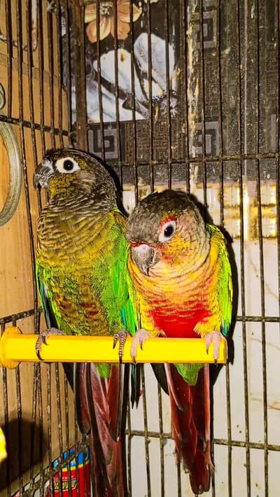Yellow Sided × Green Cheeks Conure