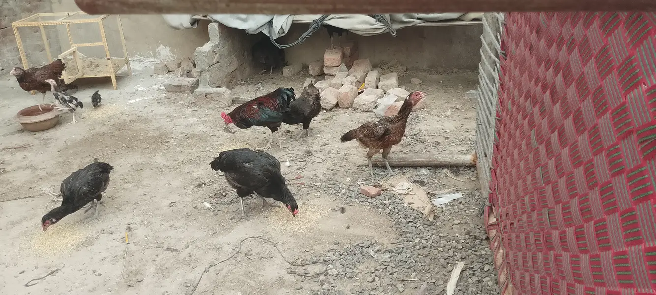 Dasi home chickens — photo 2