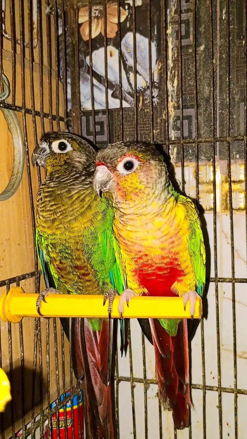 Yellow Sided × Green Cheeks Conure — photo 2