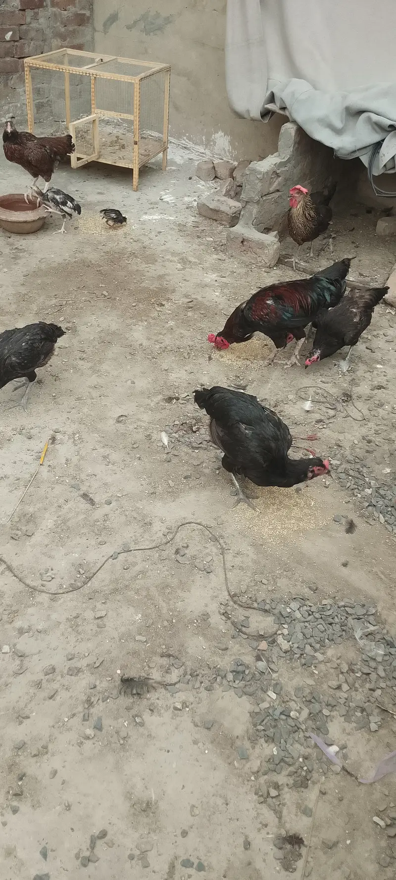 Dasi home chickens — photo 3